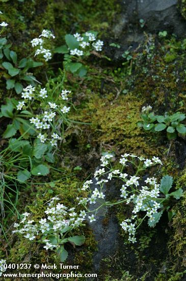 Saxifraga occidentalis