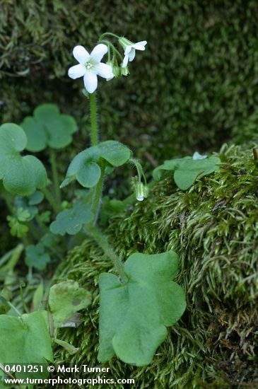 Romanzoffia sitchensis