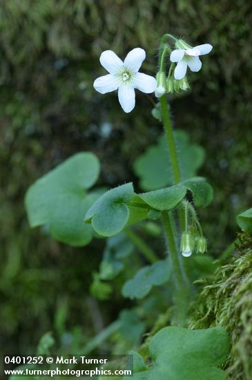 Romanzoffia sitchensis