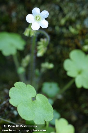 Romanzoffia sitchensis