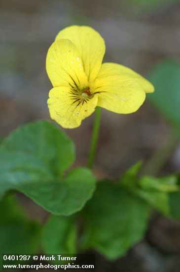 Viola sempervirens