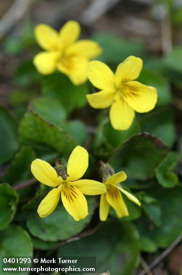 Viola sempervirens