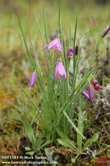 Olsynium douglasii