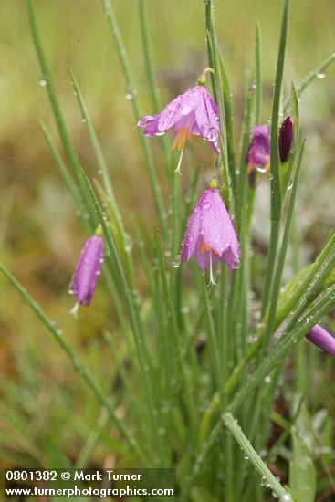 Olsynium douglasii