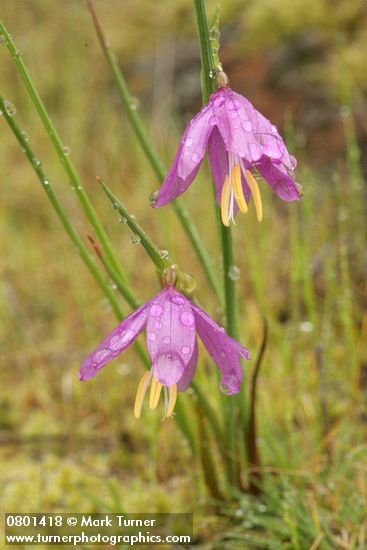 Olsynium douglasii