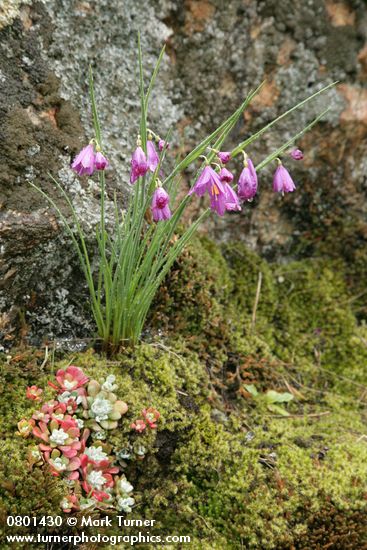Olsynium douglasii; Sedum spathulifolium