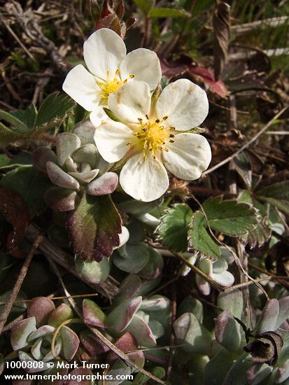 Fragaria chiloensis; Sedum spathulifolium
