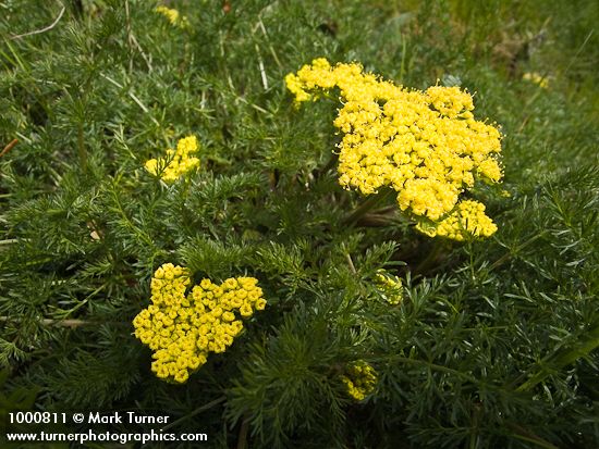 Lomatium utriculatum