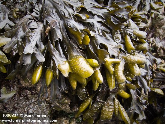 Fucus distichus