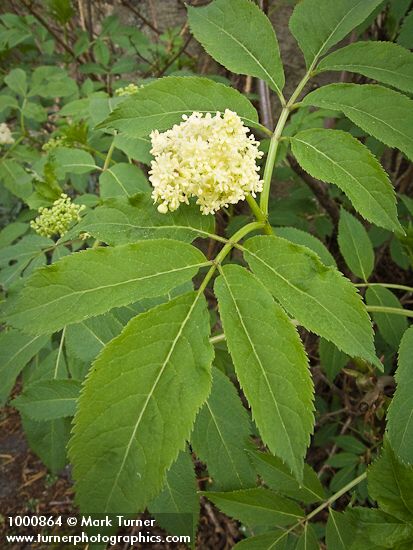 Sambucus racemosa