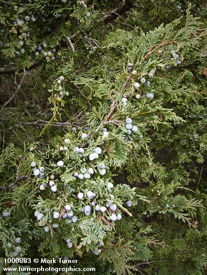 Juniperus maritima