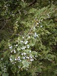 Seaside Juniper berries among foliage