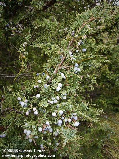 Juniperus maritima