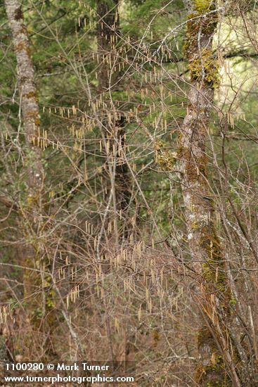 Corylus cornuta var. californica
