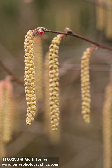 Corylus cornuta var. californica
