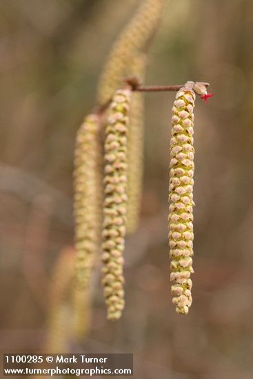 Corylus cornuta var. californica