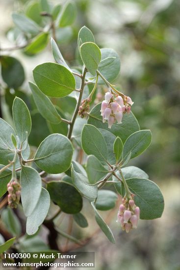 Arctostaphylos viscida