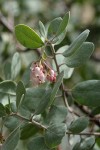 Sticky Whiteleaf Manzanita blossoms & foliage