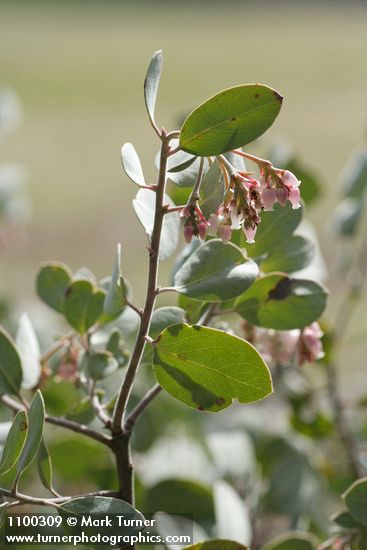 Arctostaphylos viscida