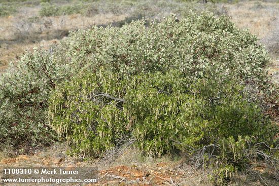 Garrya buxifolia; Arctostaphylos viscida
