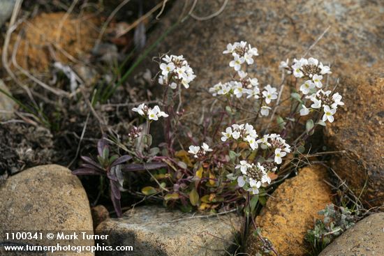 Noccaea montana var. siskiyouensis (Thlaspi montanum var. siskiyouense)