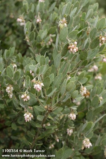 Arctostaphylos nortensis