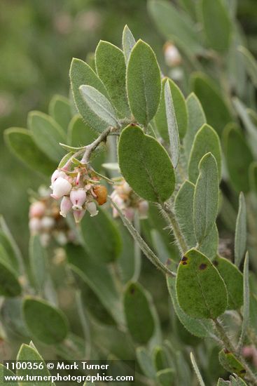 Arctostaphylos nortensis