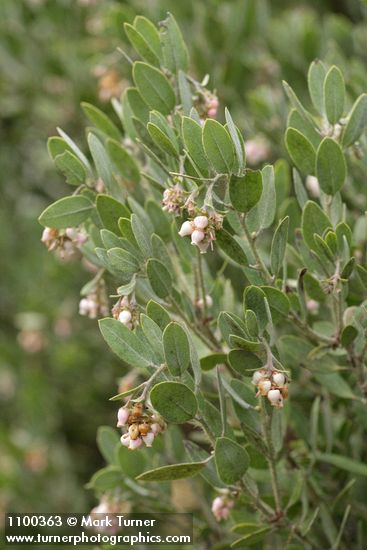 Arctostaphylos nortensis