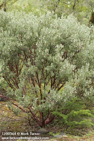 Arctostaphylos nortensis