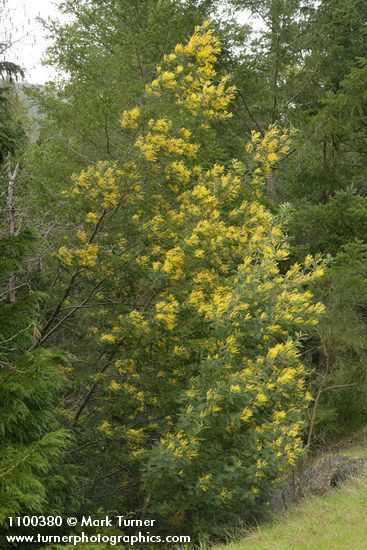 Acacia dealbata