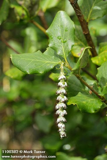 Garrya elliptica