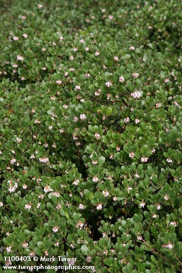 Arctostaphylos ×media (A. columbiana × uva-ursi)