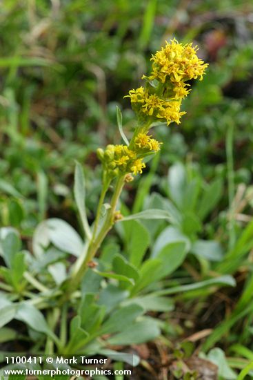 Solidago spathulata (S. simplex ssp. simplex var. spathulata)