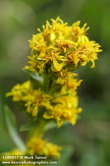Solidago spathulata (S. simplex ssp. simplex var. spathulata)