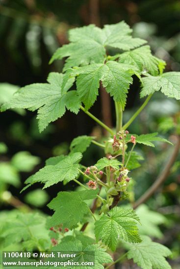 Ribes laxiflorum