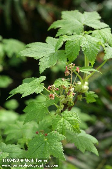 Ribes laxiflorum