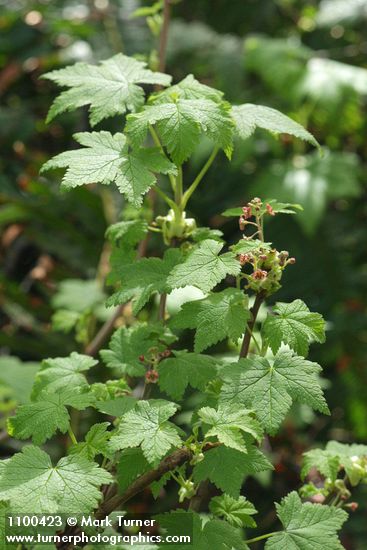 Ribes laxiflorum