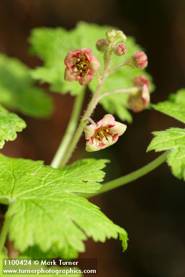Ribes laxiflorum