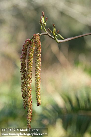 Alnus rubra