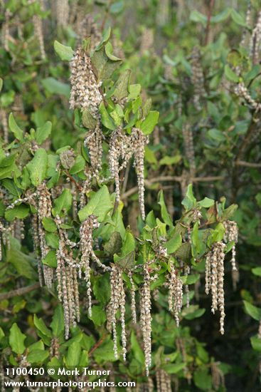 Garrya elliptica