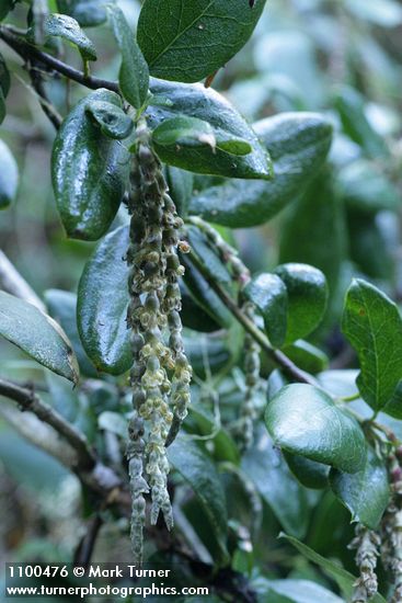 Garrya elliptica