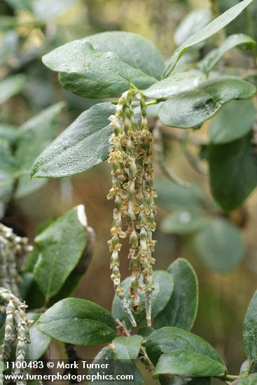 Garrya elliptica