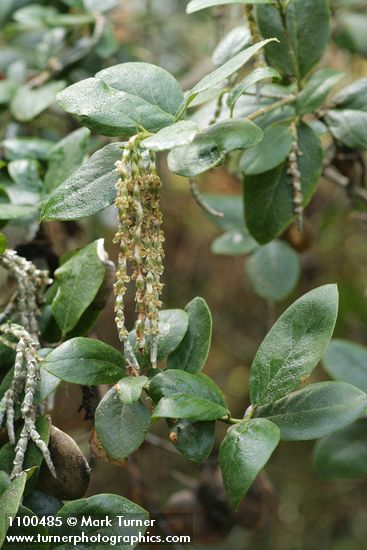 Garrya elliptica