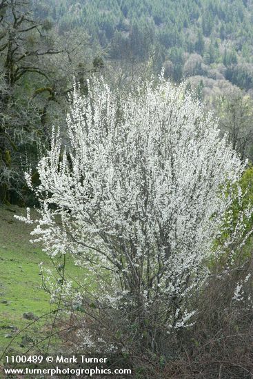 Prunus cerasifera