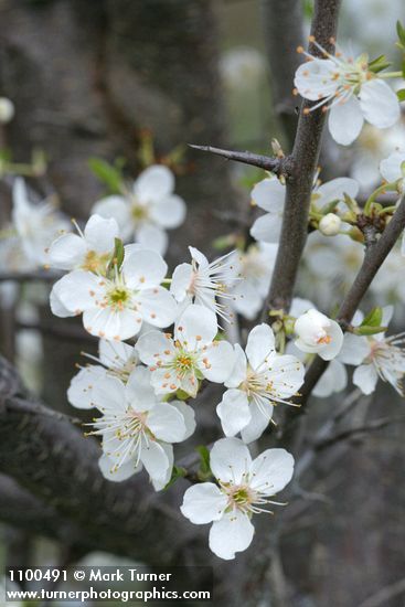 Prunus subcordata