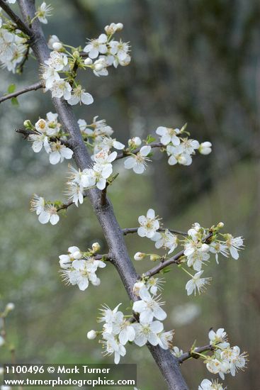 Prunus subcordata