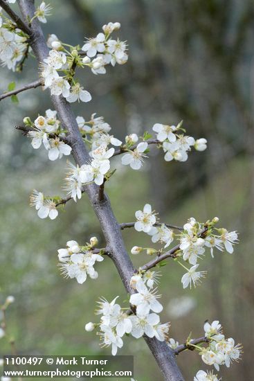 Prunus subcordata