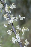 Klamath (Sierra) Plum blossoms