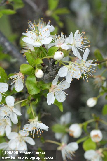 Prunus subcordata