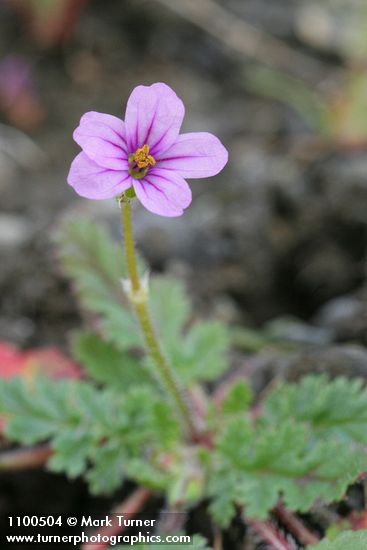 Erodium cicutarium